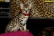 IMG_5162i Adelheid.jpg